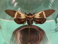 -惠州西湖风景名胜区-丰渚园