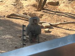 -泉州海丝野生动物世界