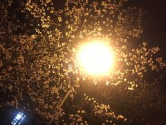 -武汉大学-樱园