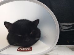 -美联众合动物医院(·中兽医·疑难杂症·严家桥分院)