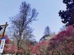 -杭州植物园