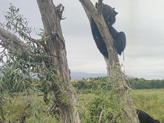 -黑瞎子岛探秘野熊园
