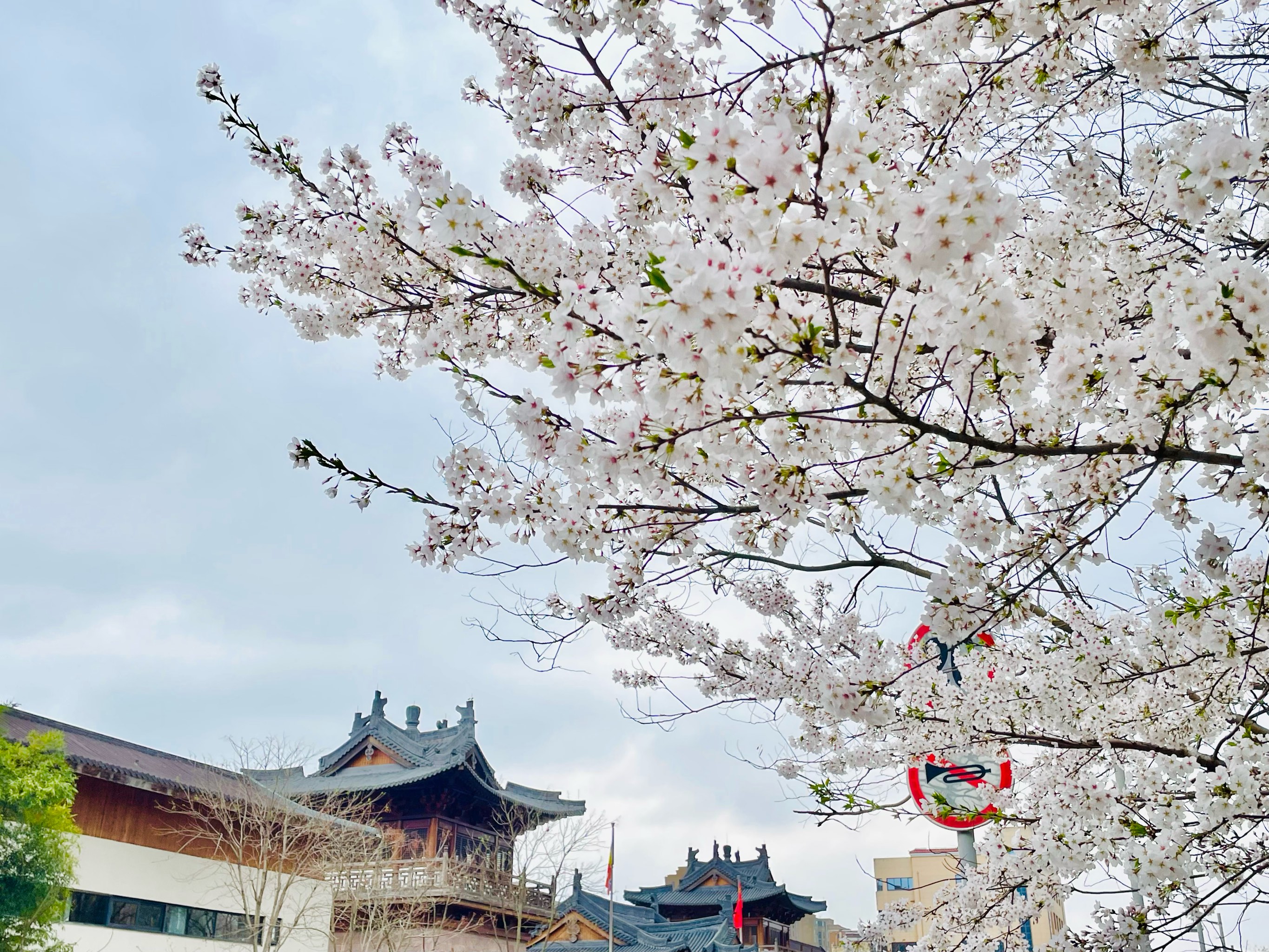 辽宁省朝阳市樱花节图片