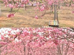 -天适樱花悠乐园
