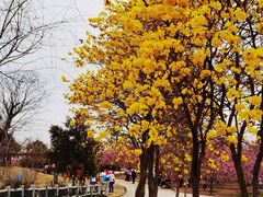 -天适樱花悠乐园