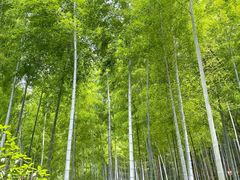 -上海佘山国家森林公园天马山园