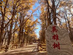 -金塔沙漠胡杨林景区