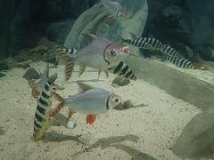 -江和美海洋公园