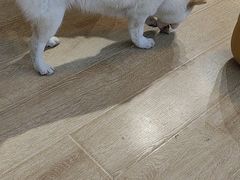 -南京Hallo宠物乐园·哈罗犬舍·柴犬繁育基地