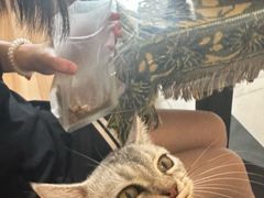 -平行世界·猫咖(首经贸店)