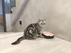-猫儿山۰猫主题餐厅