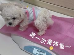 -北京观赏动物医院·24小时大型综合·猫专科·异宠专科