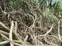 -西涌国际滨海旅游区