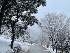 -北京西山国家森林公园