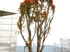 -光明小镇欢乐田园