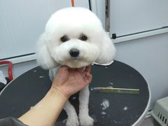 -汪小喵宠物·戴维斯乐芳希施宠馨宝皮毛调理洗护店