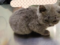 -特一安24小时宠物医院·骨科·中兽医