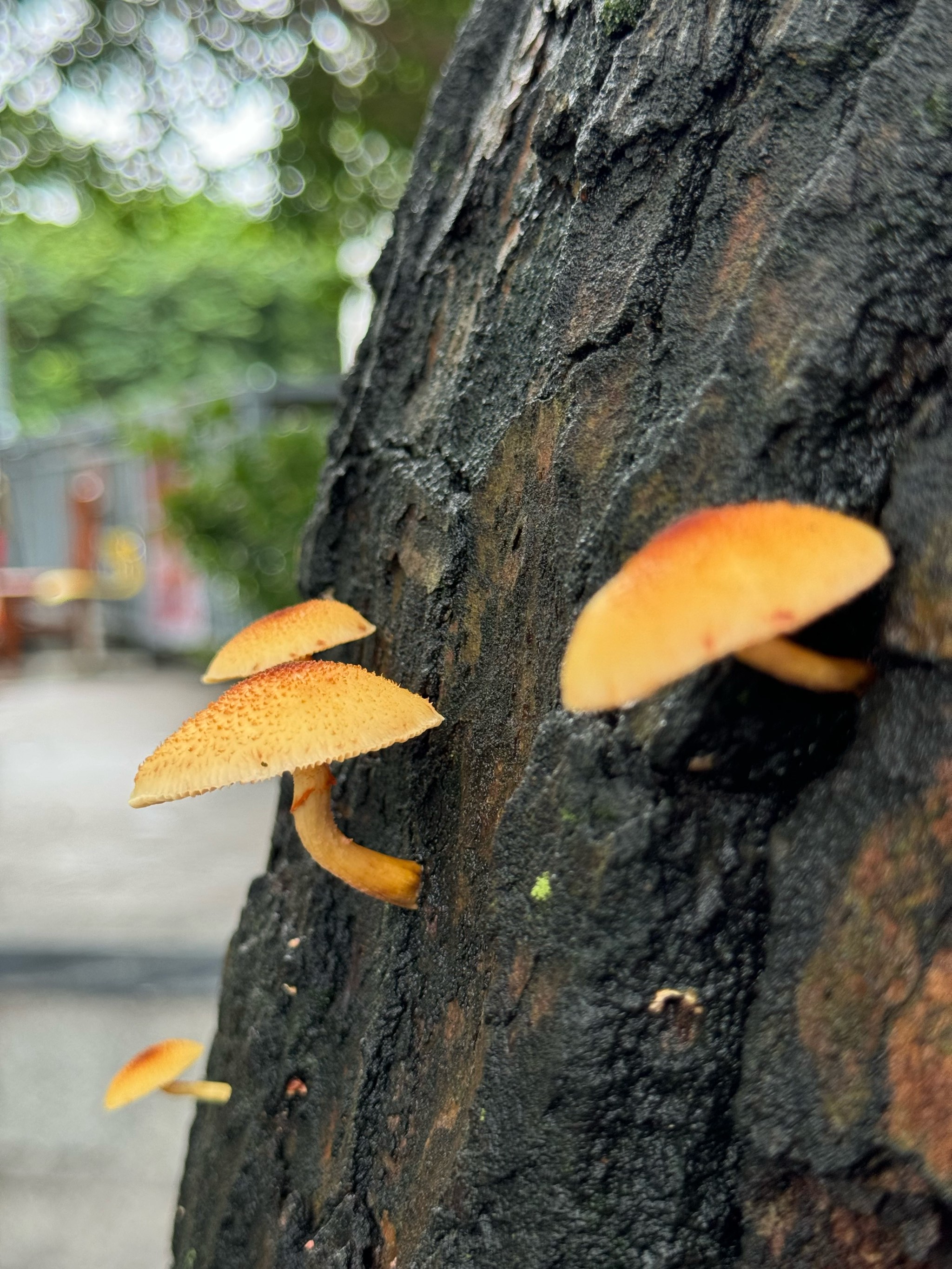 树上长的蘑菇图片