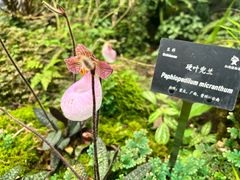 -深圳市中科院仙湖植物园