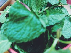 -攀枝花·任德琼·盐边羊肉米线