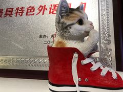 -引领英语·成人口语·雅思托福
