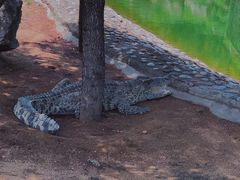 -石家庄市动物园