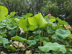 -洛阳市隋唐城遗址植物园