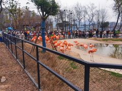 -武汉动物园