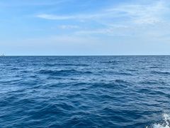 -小猫钓鱼海钓俱乐部(椰梦长廊店)