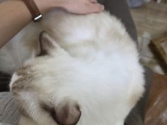 -李小姐の猫咖啡馆(五角场店)