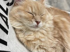-楼上猫咖(罗湖店)