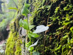 -牛背梁国家森林公园