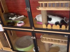 -御宝贝·A梦猫科宠物医院(国际猫友好医院)