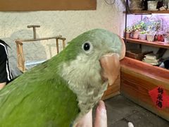 -吉丁鸟咖·异宠·寄养