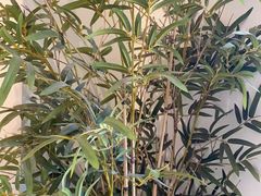 -耳艺采耳·足疗·按摩SPA(市桥店)