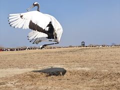 -盐城丹顶鹤湿地生态旅游区