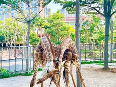 -灵玲国际马戏城