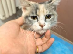 -乖乖宠物医院·猫科·骨科·24小时(云岗分院)