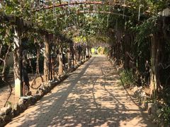 -呀路古热带植物园