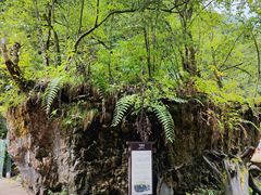 -西岭雪山大飞水景区