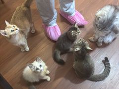 -楼上猫咖(罗湖店)
