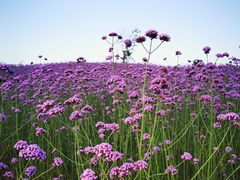 -海上花岛玫瑰园采摘