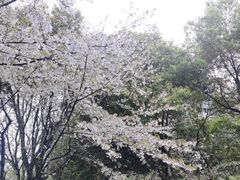 -西湖文化广场