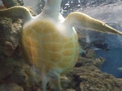 -上海海洋水族馆