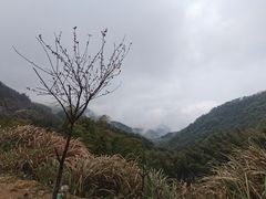 -横岗山森林公园