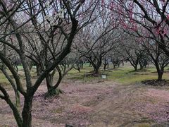 -香雪海