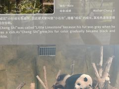 -成都大熊猫繁育研究基地