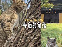 -西园寺素食(西园弄戒幢律寺店)