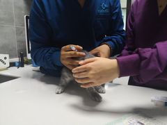 -美联众合宠物医院·爱萌分院·内外科·猫科中心