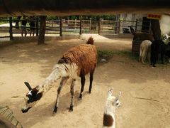 -西安秦岭野生动物园